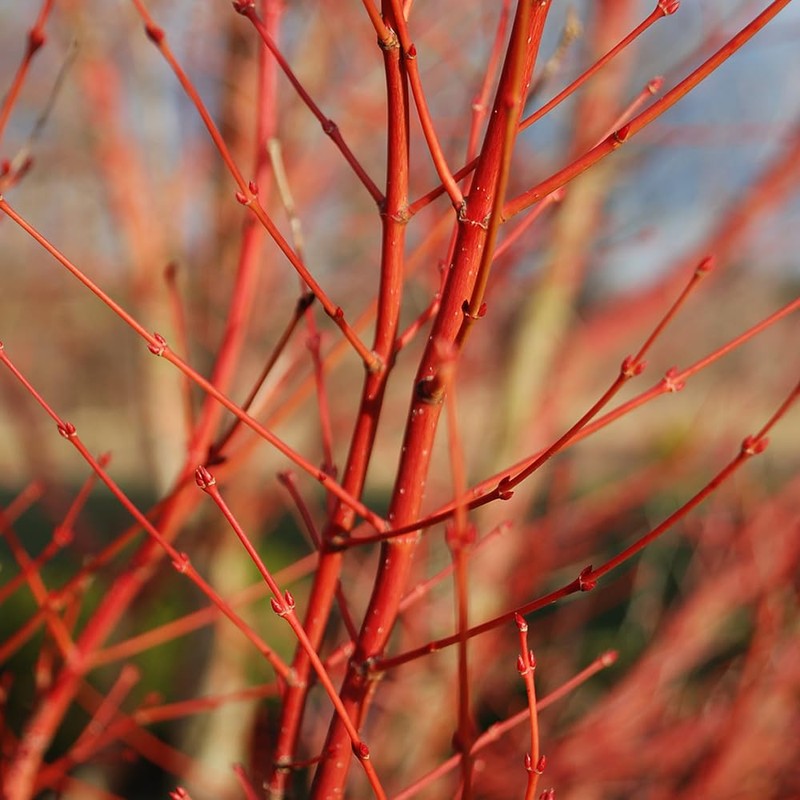 Generic The Japanese Sango Kaku Maple, Award Winning, Coral Bark,