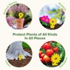 BugMD Sticky Bug Traps (12 Pack) - Indoor Fruit Fly