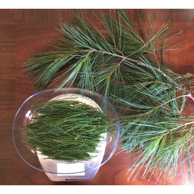 Blue Ridge Eastern White Pine Needle Tea, Fresh Blue Ridge