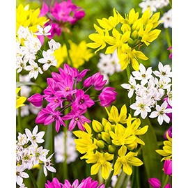 Allium Mixture, Eye Candy, Very Attractive to Hummingbirds! (100)