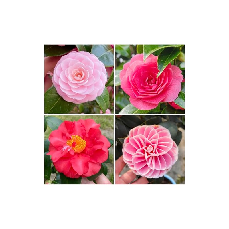 Mixed Camellia Seeds for Planting -20Pcs Non-GMO Heirloom Camellia Seeds