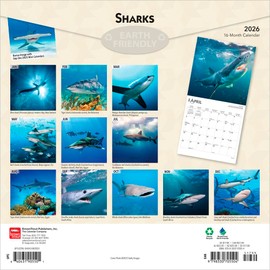 Sharks | 2026 12 x 24 Inch (Hanging) Monthly Square Wall Calendar | Plastic-Free | BrownTrout | Wildlife Marine Animals Fish