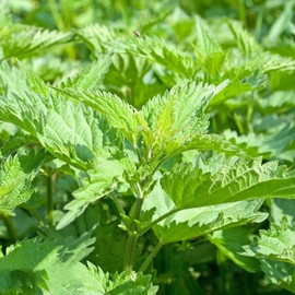 Shiso Seeds, Pack of 1500+ Perilla Seeds for Planting