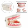 Cisixin Dentist Teeth Demonstration Gums Standard Model Teaching Model