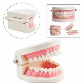 Cisixin Dentist Teeth Demonstration Gums Standard Model Teaching Model