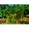 home grown Thai Chilli Super 30+ HEIRLOOM Seeds Very High