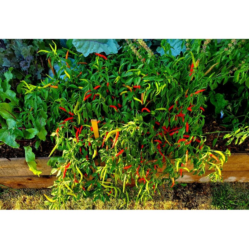 home grown Thai Chilli Super 30+ HEIRLOOM Seeds Very High