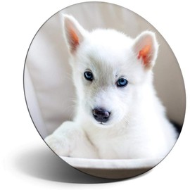 Destination Vinyl ltd Magnet for Refrigerator, Fridge - Cute White Husky Puppy Dog for Office, Cabinet and Whiteboard, Magnetic Stickers, 44817