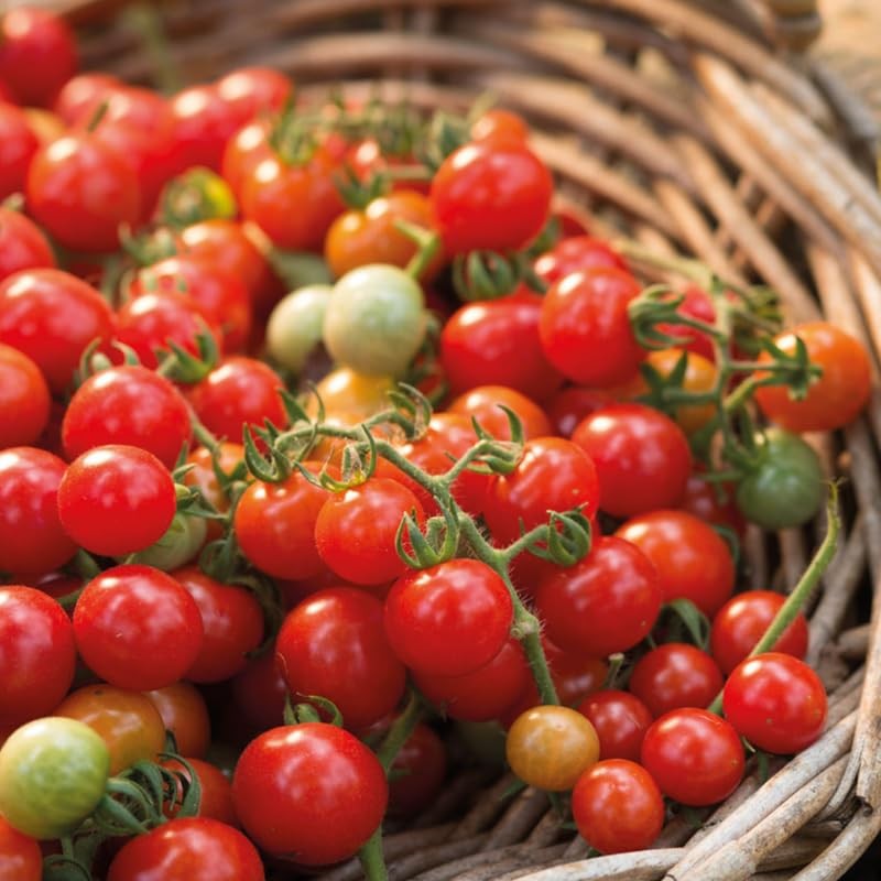 2 Potted Tomato Plants Live for Planting Outdoors, Heirloom Tree