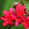 Frangipani Red Plumeria Plant Hawaii Cuttings 2 Pack lo987 Discount
