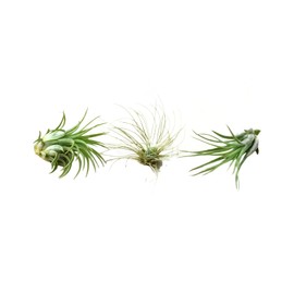 House Plant Shop | Tillandsia Air Plant Variety - 3 Pack | Live Indoor Plant | Easy to Care | Natural Décor Plant | Great Gifts| Free Care Guide