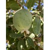 Home-Growth Feijoa Sellowiana, Pineapple Guava - 1 Pound Fresh Fruits