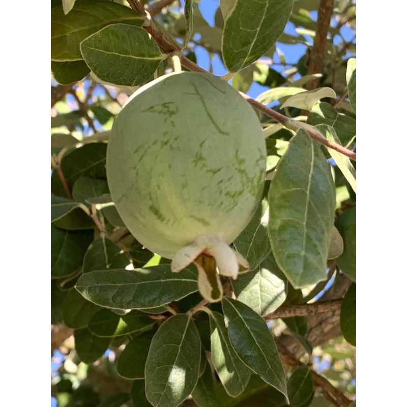 Home-Growth Feijoa Sellowiana, Pineapple Guava - 1 Pound Fresh Fruits