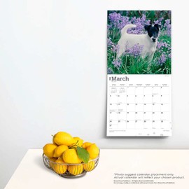 Fox Terriers | 2024 12 x 24 Inch Monthly Square Wall Calendar | BrownTrout | Animals Dog Breeds