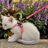 Coastal - Li’l Pals Adjustable Kitten Harness and Leash Combo