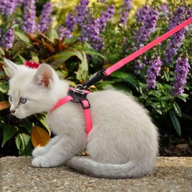 Coastal - Li’l Pals Adjustable Kitten Harness and Leash Combo - Pink and Purple Daisy Multi-Color - 3/8” x 6"-10”