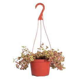 Shop Succulents Calico Kitten Hanging Succulent, Crassula Pellucida Variegata, Fully Rooted Live 6" Succulent Plant with Hanger, Low Maintenance Indoor Plant, Trailing Succulents, Gift & Garden