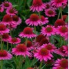100PCS Pink Cute Coneflower Seeds Echinacea Purpurea Non-GMO Perennial Flower