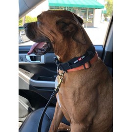 Tactical Collar (XLarge 20-28x2, Black)