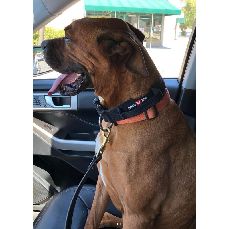 Tactical Collar (XLarge 20-28x2, Black)