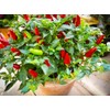 Tabasco Hot Peppers Seeds, 100 Heirloom Seeds Per Packet, Non