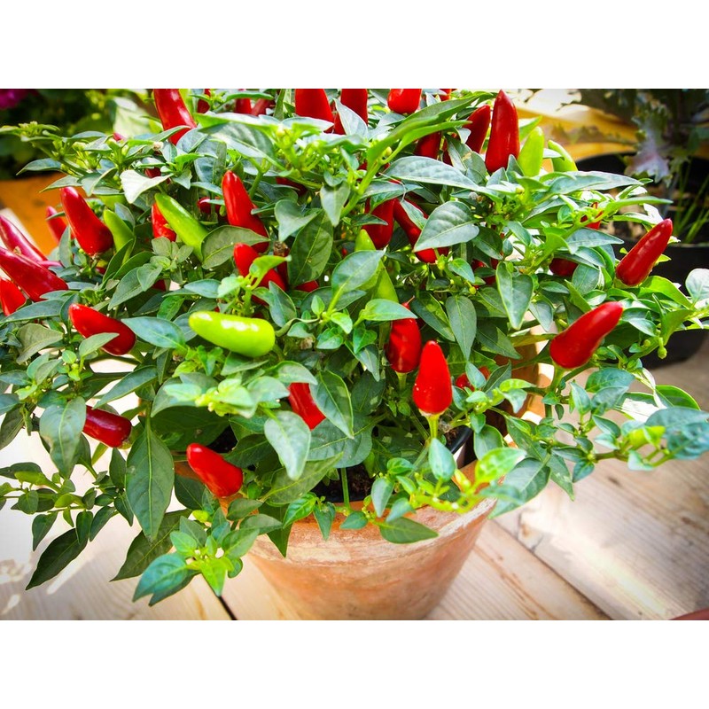 Tabasco Hot Peppers Seeds, 100 Heirloom Seeds Per Packet, Non