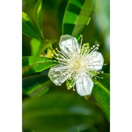 9waters Cherry of the Rio Grande Eugenia Involucrata aggregata Tropical Fruit Tree Potte