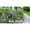 Liriope Big Blue | 20 Live Plants | Liriope muscari