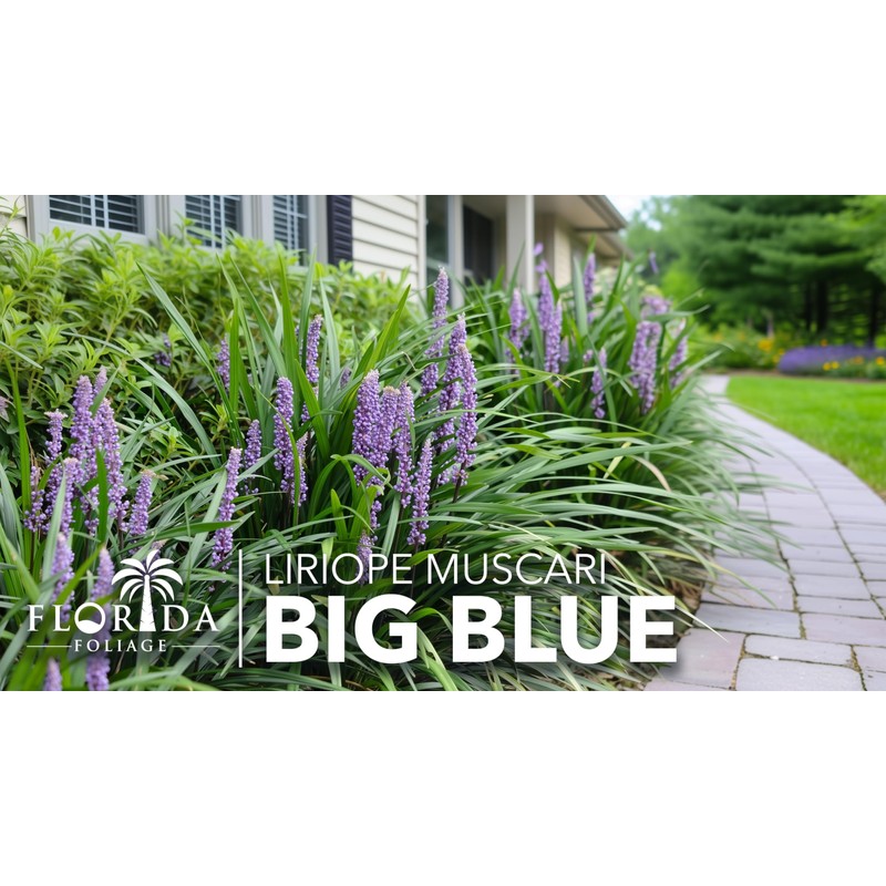 Liriope Big Blue | 20 Live Plants | Liriope muscari