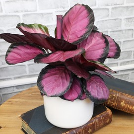 6" Purple Calathea Plant Live Prayer Plant Pet Friendly Plants, Live Prayer Plants Live House Plants Indoors Live Plants Indoor Plants Live Houseplants Live Indoor House Plants Live by Plants for Pets