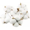 Tag 테그 코튼 볼 20PCS 천연 흰색 건조 포드로 농가