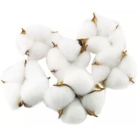 Tag 테그 코튼 볼 20PCS 천연 흰색 건조 포드로 농가 스타일을 만듭니다 Teg Cotton Ball 20PCS Natural White Drying Pod to Create a Farm Style