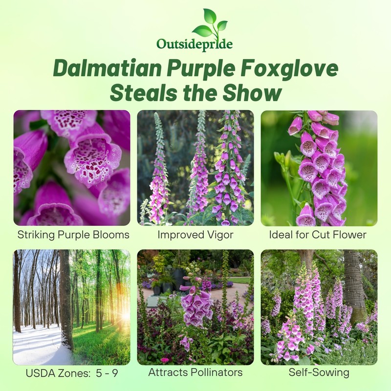 Outsidepride Digitalis Purpurea Dalmatian Purple Foxglove Seeds – 50 Pcs