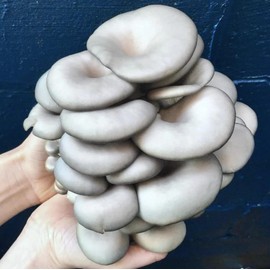 North Spore Organic Blue Oyster Mushroom Liquid Culture | Mushroom Growing | Pleurotus ostreatus | Made by Mycologists