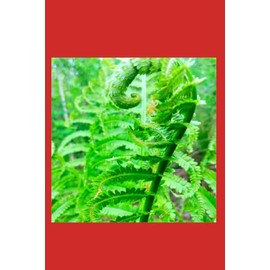 FERN fiddleheads: Notebook