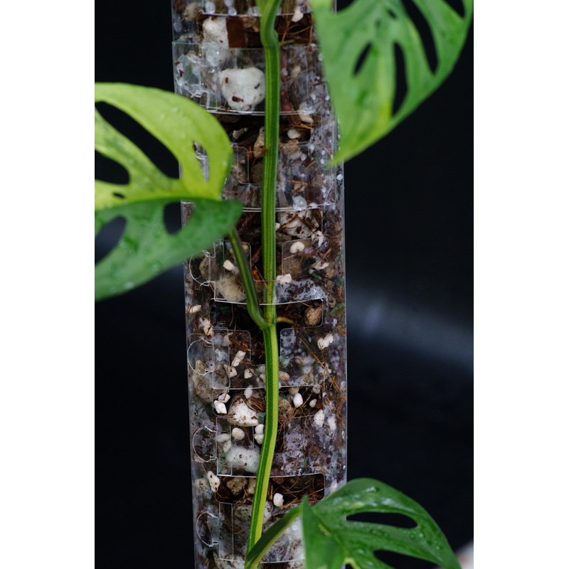 THICCLY V3 Medium GrowPole - Front Opening, Stackable Plastic Moss