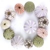Worlds Assorted Natural Sea Urchins for Air Plants,Craft and Decorations