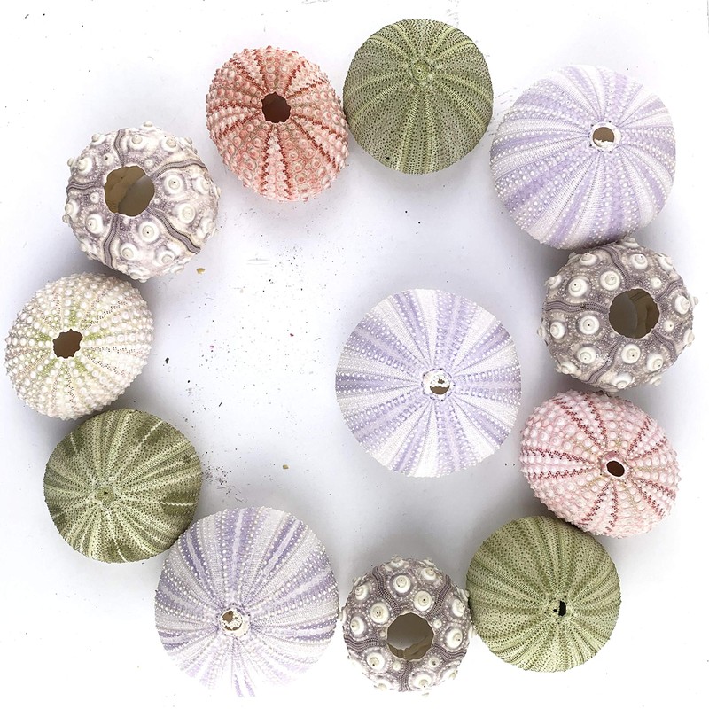 Worlds Assorted Natural Sea Urchins for Air Plants,Craft and Decorations