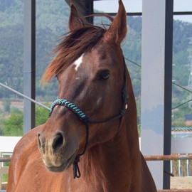 horzmetnex Rope Halters for Horses,Durable Design, Multiple, Beautiful Hand Braided,Horsehead Rope Halter (Black, Draft)