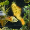 2Pcs Fish Tank Decorations,Fish Tank Floating Diver Decorations,Fish Tank Decorations