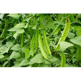 100 Dragon Bean Vine Seeds Winged Beans Seeds Four Angled Bean or Manila Bean King Shire Winged Bean Asparagus Pea or Dau Rong Home Gardening Seeds Vegetable Seeds