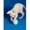 CattyMan Cat Cat Ball Play Karafuru