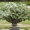 Outsidepride Plectranthus Silver Shield - 30 Seeds