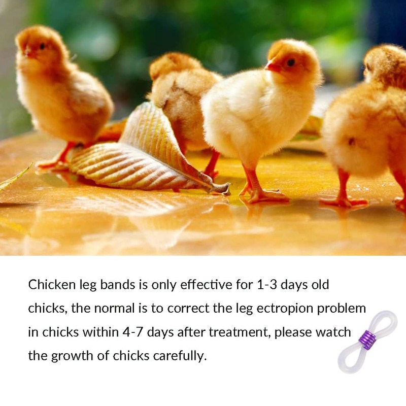 100 Pcs Adjustable Chicken Leg Bands, Newly Hatched Chick Spraddle