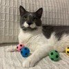 SPOT Sponge Soccer Ball Cat Toys - Interactive and Colorful