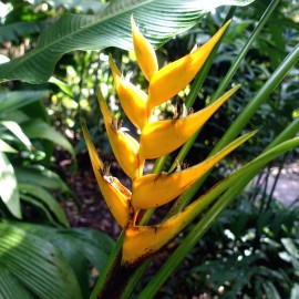 Seed Head Mayan Gold Heliconia Seeds (H. champneana) Rare Lobster Claw Parrot Beak Flowers - 5 SEEDS