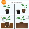 Garden State Bulb Persian Lime Tree, Citrus Live Plant (1