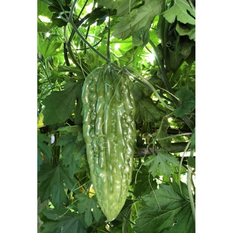 BitterMelon Bitter Melon Plant 5” Starter Plant With Pot Ready