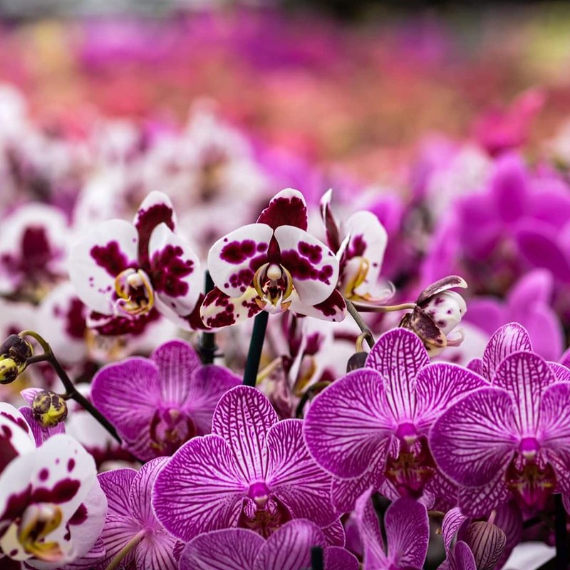 Doter Orchid Potting Mix Orchid Bark, Mix Pine Bark and