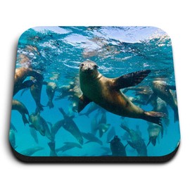1 x Square MDF Fridge Magnet - Seal Group Underwater Seals 16874